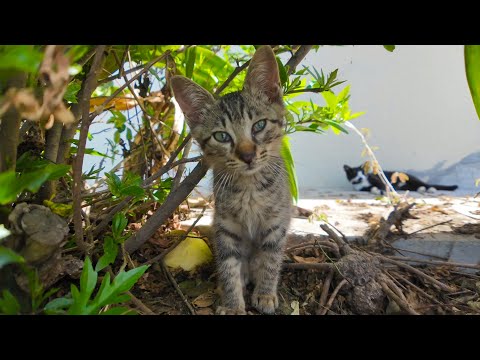 湯島に子猫いた！しかもめちゃくちゃ可愛いんだが？(YouTube)