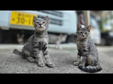 神社で出会った子猫たち…気になるけど“まだちょっと怖い”らしい🐱⛩️(YouTube)