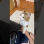 ちょっと映りたかってん(YouTube)
