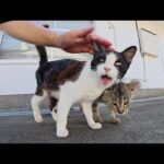 猫のコンビをモフっていると、大きな鳴き声が聴こえてきて・・・(YouTube)