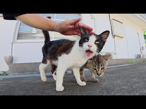 猫のコンビをモフっていると、大きな鳴き声が聴こえてきて・・・(YouTube)