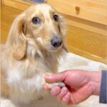 『オテ、オカワリ』を犬にしてもらおうとした結果→『どうしてもやりたくない』と考えた末に…とんでもなく尊い対処法に多くの反響(ブログ)
