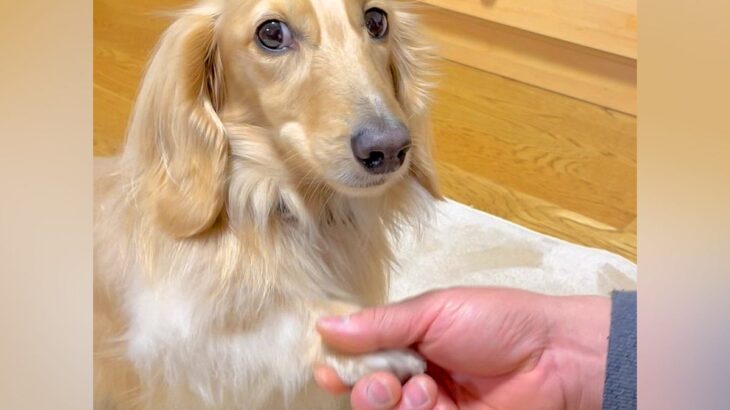 『オテ、オカワリ』を犬にしてもらおうとした結果→『どうしてもやりたくない』と考えた末に…とんでもなく尊い対処法に多くの反響(ブログ)
