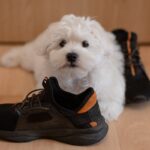 犬は『足音』だけで飼い主を判別できるの？聞き分けを可能にしている4つの判断基準とは(ブログ)