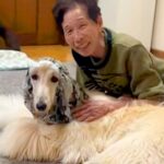おばあちゃんの家に訪れた大型犬→『帰るよ』と伝えると…まさかの『人間の子どものような行動』が36万再生「素敵」「気持ちわかる」と反響(ブログ)