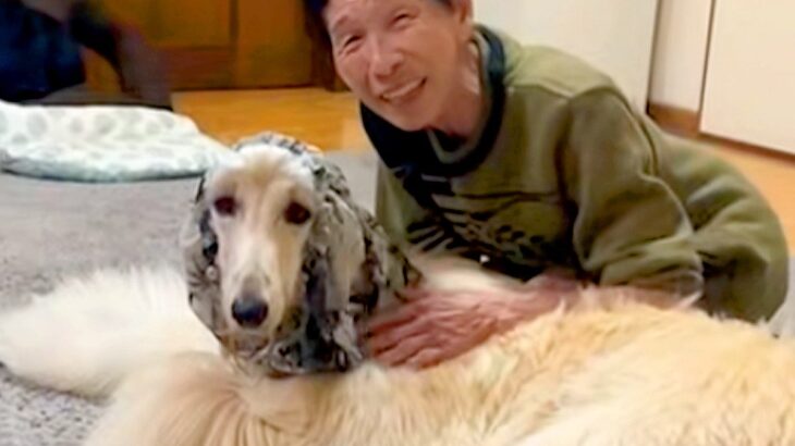 おばあちゃんの家に訪れた大型犬→『帰るよ』と伝えると…まさかの『人間の子どものような行動』が36万再生「素敵」「気持ちわかる」と反響(ブログ)