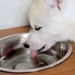子犬の食器台に水を設置→『飲んでくれるかな』と思ったら…想定と違いすぎる『まさかの使い方』が695万再生「斬新で草」「可愛いｗｗ」(ブログ)