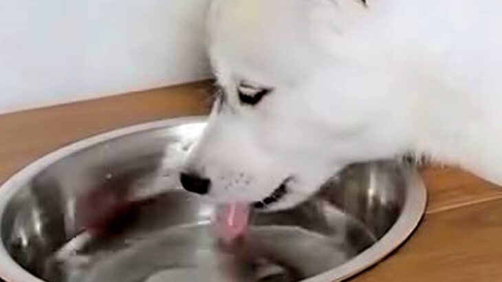 子犬の食器台に水を設置→『飲んでくれるかな』と思ったら…想定と違いすぎる『まさかの使い方』が695万再生「斬新で草」「可愛いｗｗ」(ブログ)