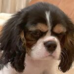 喧嘩のしすぎで雷を落とされた2匹の犬…まるで『人間の子どものような反応』に1万いいね集まる「納得いってなくて草」「反省してないｗ」と爆笑(ブログ)