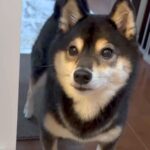 お風呂をのぞきに来た犬→『一緒に入るよ』と伝えた結果…まさかの『コントのような反応』が73万再生「表情がｗｗ」「お風呂キライなの伝わる」(ブログ)