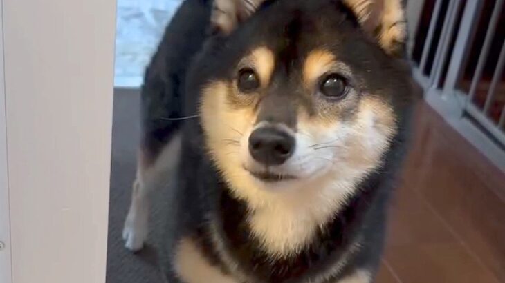 お風呂をのぞきに来た犬→『一緒に入るよ』と伝えた結果…まさかの『コントのような反応』が73万再生「表情がｗｗ」「お風呂キライなの伝わる」(ブログ)