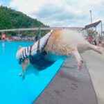 夏の水泳教室で特訓している犬たち→プールサイドへ向かった次の瞬間…人間顔負けの『カッコよすぎる光景』に反響「素敵」「本当に楽しそう」(ブログ)