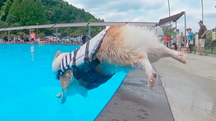 夏の水泳教室で特訓している犬たち→プールサイドへ向かった次の瞬間…人間顔負けの『カッコよすぎる光景』に反響「素敵」「本当に楽しそう」(ブログ)