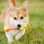犬をより幸せにさせる『暮らしのヒント』4つ　愛犬が快適に過ごせるように心がけるべきこと(ブログ)