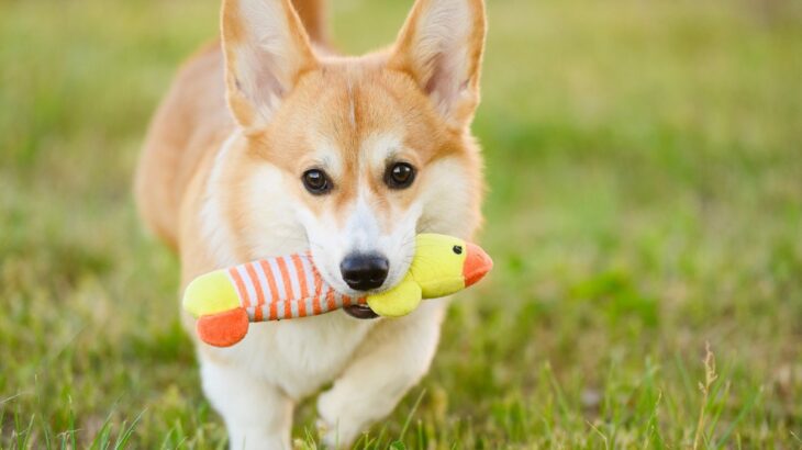 犬をより幸せにさせる『暮らしのヒント』4つ　愛犬が快適に過ごせるように心がけるべきこと(ブログ)