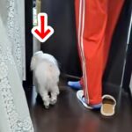 息子の部屋に犬が連れていかれた結果→出てきた瞬間…まさかの『衝撃の変貌』が239万再生「ドラゴンボールで草」「不良になって戻ってきたｗ」(ブログ)