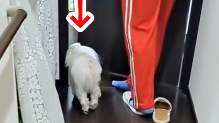 息子の部屋に犬が連れていかれた結果→出てきた瞬間…まさかの『衝撃の変貌』が239万再生「ドラゴンボールで草」「不良になって戻ってきたｗ」(ブログ)