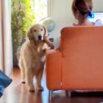 ママに撫でられて嬉しそうな大型犬→パパが『仕事に行ってくるね』と声をかけた結果…『あからさまな態度の違い』が6万再生「塩対応で草」と反響(ブログ)