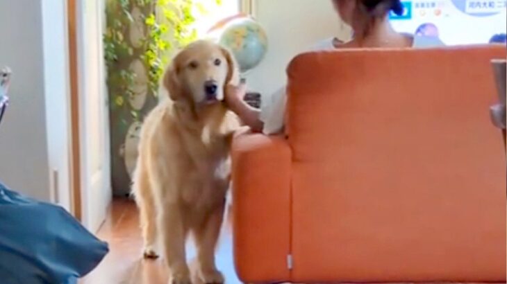 ママに撫でられて嬉しそうな大型犬→パパが『仕事に行ってくるね』と声をかけた結果…『あからさまな態度の違い』が6万再生「塩対応で草」と反響(ブログ)