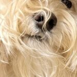 『うちの藤井風』毛が伸びた犬→雰囲気がありすぎる『まさかの瞬間』に3万4000いいね集まる「似すぎｗｗ」「風に吹かれてる」と反響続々(ブログ)