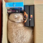 微妙なすき間にジャストフィット！L字型のブロックに変形した猫がテトリスみたいだと話題に(ブログ)