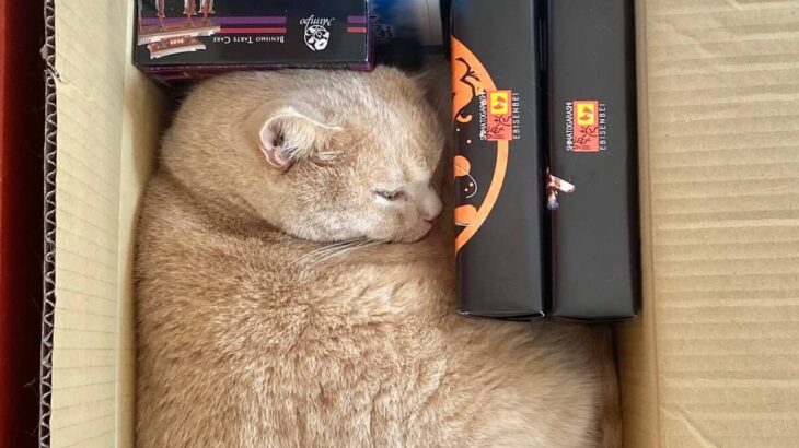 微妙なすき間にジャストフィット！L字型のブロックに変形した猫がテトリスみたいだと話題に(ブログ)