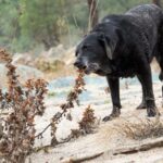 犬が『雑草』を食べる心理5選　道端の草を食べてしまう理由や危険性まで(ブログ)