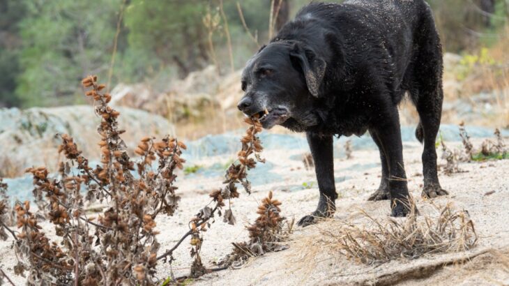 犬が『雑草』を食べる心理5選　道端の草を食べてしまう理由や危険性まで(ブログ)