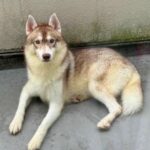 『汚くて触りたくない』と捨てられた大型犬→LINEに送られてきたメッセージを見て会いに行ったら…衝撃の展開が49万再生の反響「表情が…」(ブログ)