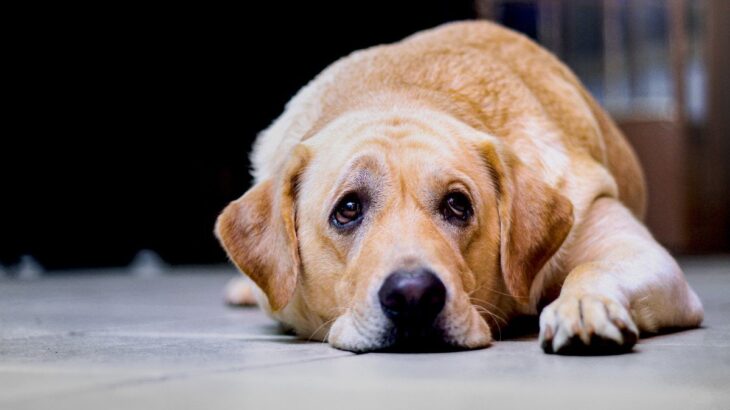 犬の『うつ病』初期症状6選　心の病にかかってしまう要因や治療法まで(ブログ)