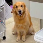 獣医師が『ストーカー被害』に…？病院で毎日のように繰り広げられる『大型犬のルーティーン』が話題「病院好きすぎｗ」「愛されてる」と絶賛(ブログ)
