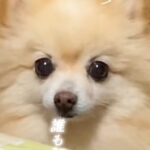 『隅に追い詰めないと捕まらず本気噛みします』と言われた8歳の保護犬…同じ犬とは思えない『驚き変化』に反響「泣けるほど可愛い」「いいお顔」(ブログ)