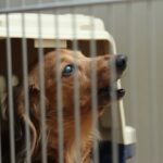 犬が『夜鳴き』をする原因7つ　年齢やケース別の理由から改善策まで解説(ブログ)