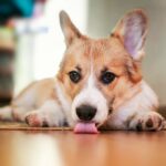 犬が『家の床を舐めている』5つの理由とは　注意すべきポイントから効果的な改善策までご紹介(ブログ)