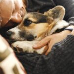 犬を『過保護』に育てすぎると起こる危険なこと5選　信頼関係が崩壊することも…(ブログ)