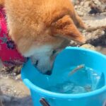 海で磯遊び中、バケツの中の魚を見ていた犬→次の瞬間…予想もつかなかった『大胆すぎる行動』が35万再生「ワイルドｗ」「エンジョイしてる」(ブログ)