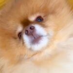 旅行のあいだ友人に犬を預けることに→『夜、寂しがっているかな』と思ったら…衝撃的な『まさかの光景』に反響「呑気で草」「賢いｗ」と5万再生(ブログ)