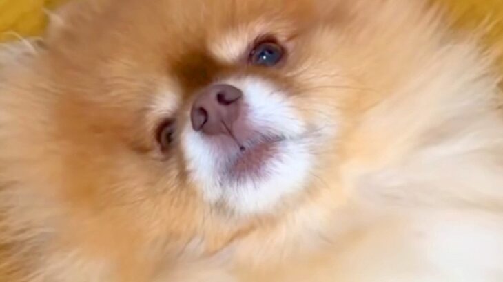 旅行のあいだ友人に犬を預けることに→『夜、寂しがっているかな』と思ったら…衝撃的な『まさかの光景』に反響「呑気で草」「賢いｗ」と5万再生(ブログ)
