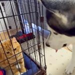 猫2匹が大喧嘩をするので、隔離した結果…犬たちがみせた『まさかの行動』が10万再生「運命共同体」「なんて過保護な犬」「優しい世界」の声(ブログ)