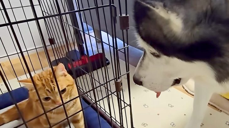 猫2匹が大喧嘩をするので、隔離した結果…犬たちがみせた『まさかの行動』が10万再生「運命共同体」「なんて過保護な犬」「優しい世界」の声(ブログ)