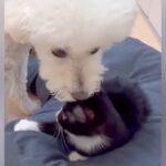 子猫にベッドを強奪された犬→怒るのかと思いきや…まるでお兄ちゃんかのような『まさかの行動』に感動「惚れる」「ほんとに優しい」と8万再生(ブログ)