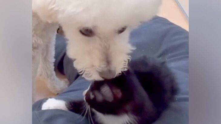 子猫にベッドを強奪された犬→怒るのかと思いきや…まるでお兄ちゃんかのような『まさかの行動』に感動「惚れる」「ほんとに優しい」と8万再生(ブログ)