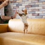犬がぴょんぴょん『跳ねる』のは危険？ジャンプが引き起こす4つのトラブルから対処法まで(ブログ)