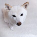 犬を『苦しめる』飼い主のNG行為5選　良かれと思ってやりがちな間違った行動とは？(ブログ)