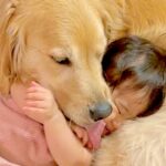 1歳の女の子が『定期的に甘えてきたら』大型犬が…本当の母親のような『尊すぎる光景』が101万再生「母性がやばい」「子供だと思ってる」(ブログ)