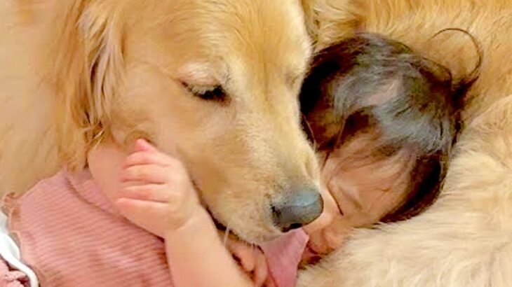 1歳の女の子が『定期的に甘えてきたら』大型犬が…本当の母親のような『尊すぎる光景』が101万再生「母性がやばい」「子供だと思ってる」(ブログ)