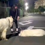 夜、超大型犬とお散歩→突然歩かなくなり…絶望すぎる『悲劇的な展開』が1611万再生の大反響「ダイナミックｗｗ」「どうしようもないｗ」(ブログ)