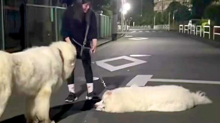 夜、超大型犬とお散歩→突然歩かなくなり…絶望すぎる『悲劇的な展開』が1611万再生の大反響「ダイナミックｗｗ」「どうしようもないｗ」(ブログ)