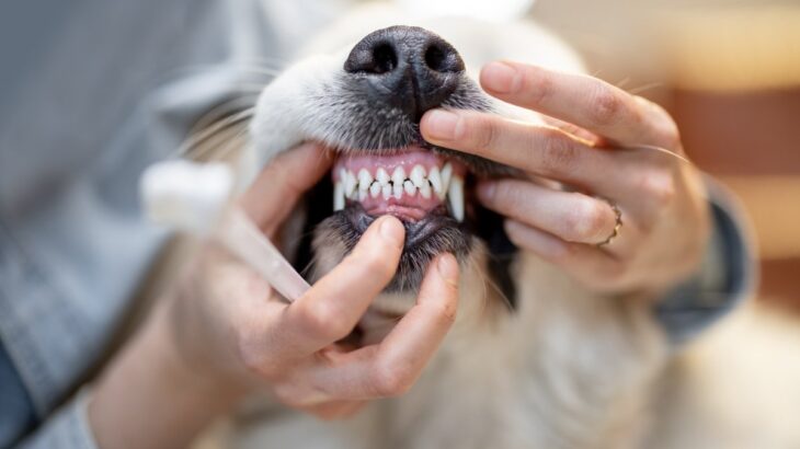 犬が『触ってほしくない』部位4選　不必要な接触がストレスの原因となる可能性も…慣れさせる方法まで(ブログ)