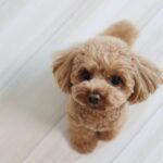 犬が飼い主に『抱っこ』をおねだりしているサイン4選　愛犬からの要求にすべき正しい対応とは？(ブログ)